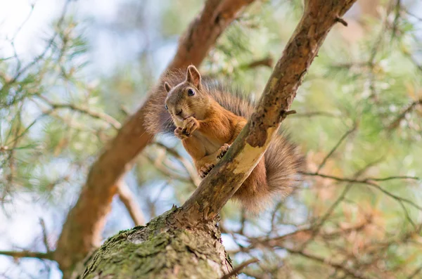 Κόκκινο σκίουρο στο δέντρο. Sciurus vulgaris. — Φωτογραφία Αρχείου