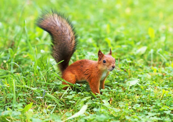 Красная белка в лесу. Sciurus vulgaris. Место для текста . — стоковое фото