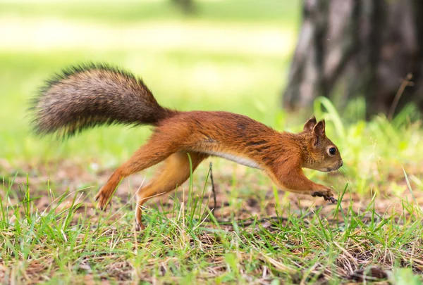 Κόκκινο σκίουρο τρέχει μέσα από το δάσος. Sciurus vulgaris. — Φωτογραφία Αρχείου