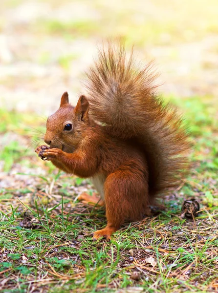 Rotes Eichhörnchen frisst Haselnuss. Sciurus vulgaris. — Stockfoto