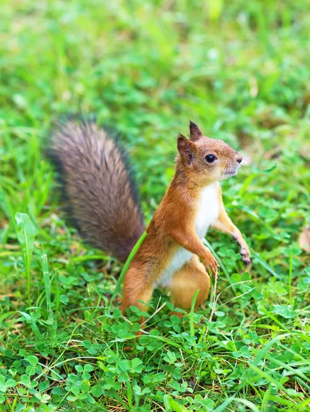 Nieuwsgierig rode eekhoorn in het forest. Sciurus vulgaris. Stockfoto