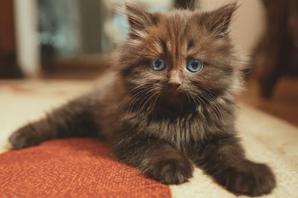 Küçük Sevimli Iki Aylık Kedi Yavrusu Skoç Katlaması — Stok fotoğraf