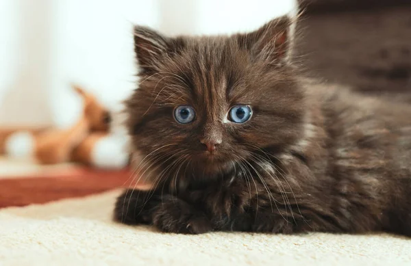 Een Schattig Poesje Van Twee Maanden Oud Schotse Vouw — Stockfoto