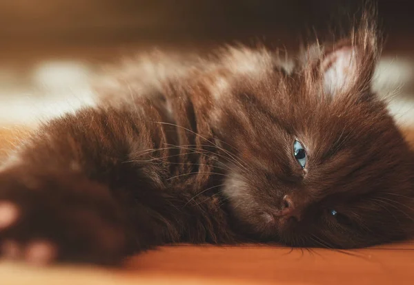 Een Schattig Poesje Van Twee Maanden Oud Schotse Vouw — Stockfoto