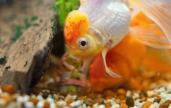 水族馆里的金鱼 有植物和石头 — 图库照片