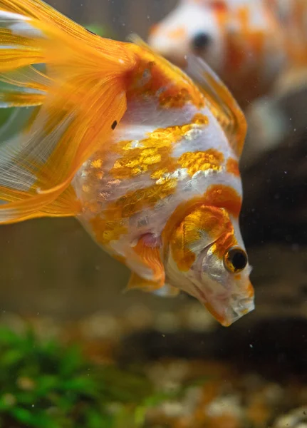 Goldfish Aquarium Plants Stones Eating Rocks — Stock Photo, Image