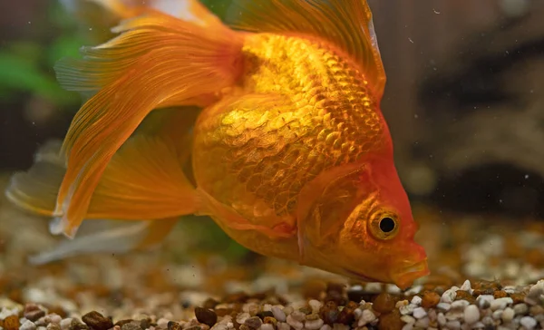 Goudvissen Aquarium Met Planten Stenen Stenen Eten — Stockfoto