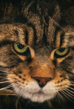 Maine Rakun 'un Portresi. En büyük evcil kedi cinsi..