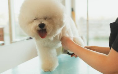Bichon Frise kuaförde. Savaşan köpek tüyü.