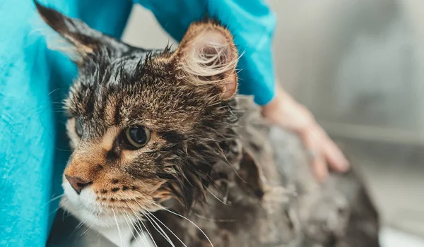 Kobieta Myjąca Kota Salonie Pielęgnacyjnym Kąpiel Dla Kotów — Zdjęcie stockowe