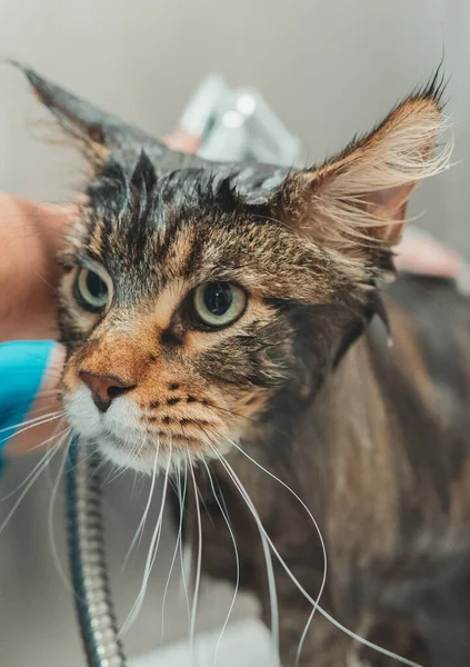 Mujer Lavando Gato Salón Aseo Baño Gatos —  Fotos de Stock