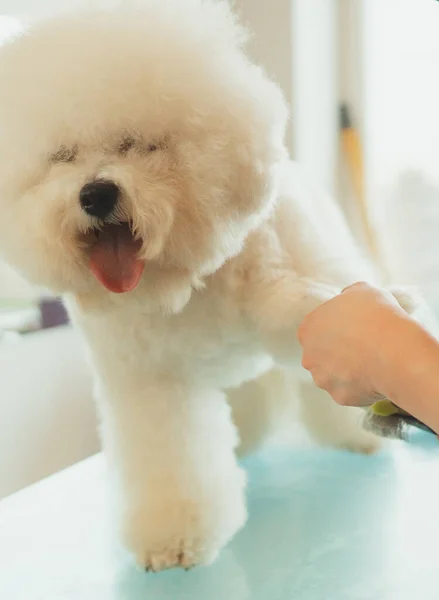 Bichon Frise Dans Salon Toilettage Peigner Les Poils Chien — Photo