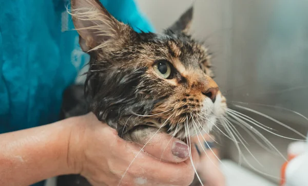 Kvinna Tvätta Katt Grooming Salong Kattbad — Stockfoto