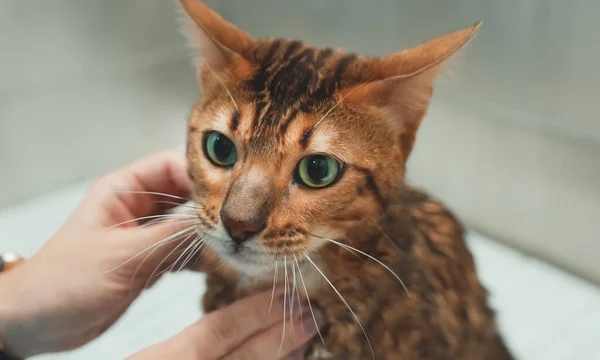 Een Vrouw Die Kat Wast Een Verzorgingssalon Zwemmen Met Katten — Stockfoto