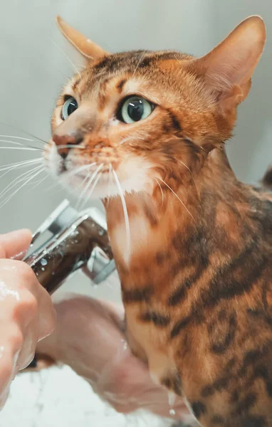 Woman Washing Cat Grooming Salon Cat Bathing — Stock Photo, Image