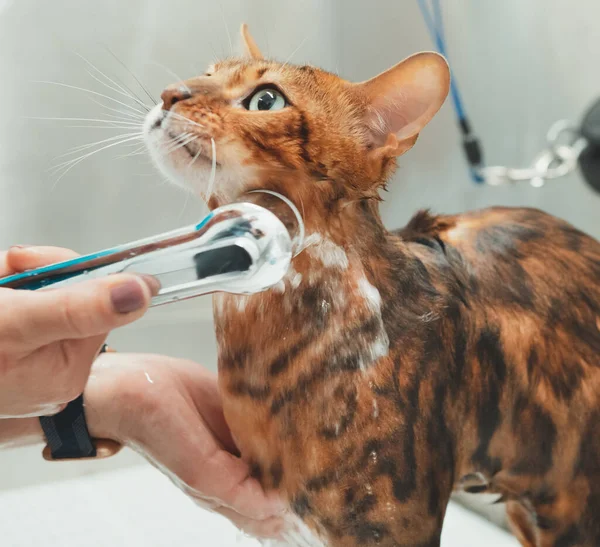 Mujer Lavando Gato Salón Aseo Baño Gatos —  Fotos de Stock