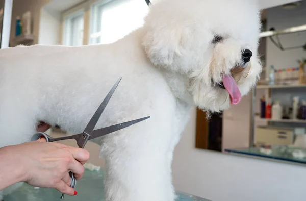 Bichon Frise Salonie Pielęgnacyjnym Obcinanie Sierści Psa — Zdjęcie stockowe