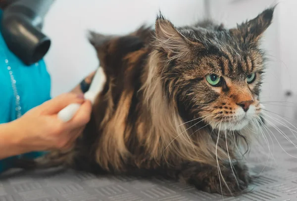 Kvinna Torkar Och Kammar Katten Grooming Salong — Stockfoto