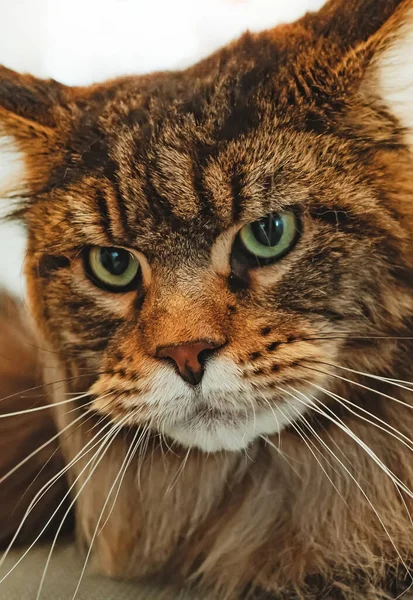 缅因的肖像 最大的家养猫品种 — 图库照片