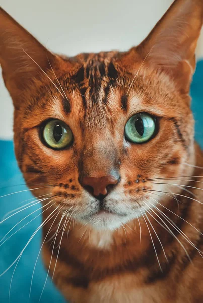 Close Portret Van Schattig Bengaalse Kat — Stockfoto