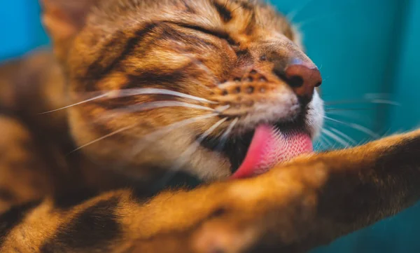 Nahaufnahme Porträt Der Niedlichen Bengalkatze Leckt Pfote — Stockfoto