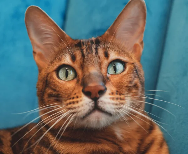 Κοντινό Πορτρέτο Της Χαριτωμένης Γάτας Bengal — Φωτογραφία Αρχείου