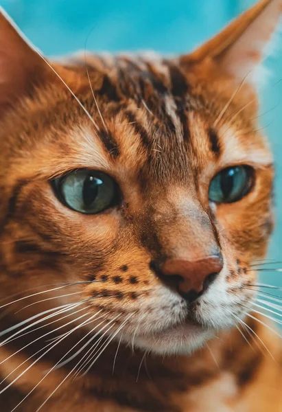 Close Portret Van Schattig Bengaalse Kat — Stockfoto