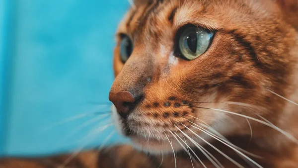 Retrato Close Gato Bonito Bengala — Fotografia de Stock