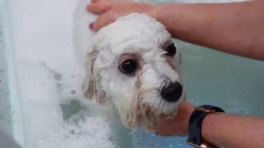 Kadın kuaförde köpeğini yıkıyor. Köpek banyosu.