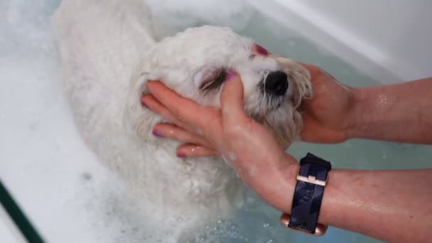 Een Vrouw Die Honden Wast Een Verzorgingssalon Honden Baden — Stockvideo