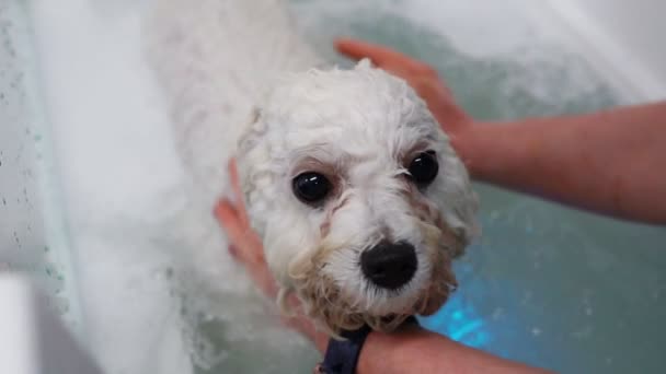 Mujer Lavando Perro Salón Aseo Baño Perros — Vídeo de stock