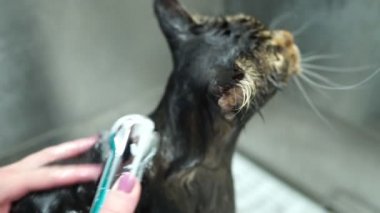 Kadın kuaförde kedi yıkıyor. Kedi banyosu.