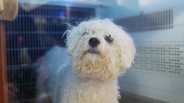 Hayvanlar için kızılötesi saunada bir köpek.