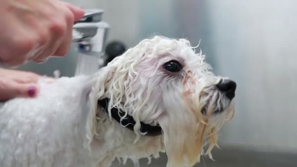 Mulher Que Lava Cão Salão Arrumação Banho Cão — Vídeo de Stock