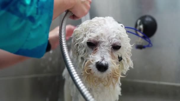 Kobieta Myjąca Psa Salonie Pielęgnacyjnym Kąpiel Psów — Wideo stockowe
