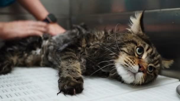 Woman Washing Cat Grooming Salon Cat Bathing — Stock Video