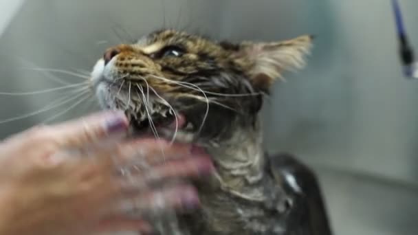 グルーミングサロンで猫を洗う女性 猫風呂 — ストック動画