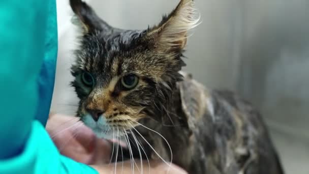 Kadın Kuaförde Kedi Yıkıyor Kedi Banyosu — Stok video