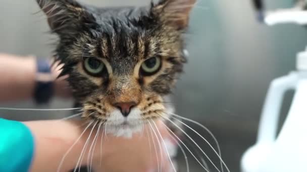 Frau Wäscht Katze Pflegesalon Katzenbaden — Stockvideo