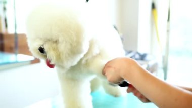 Bichon Frise kuaförde. Savaşan köpek tüyü.