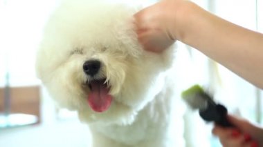 Bichon Frise kuaförde. Savaşan köpek tüyü.