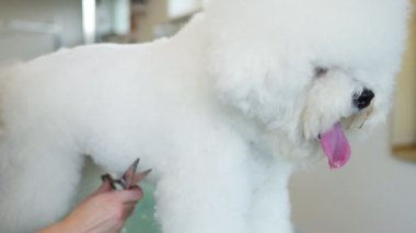 Bichon Frise kuaförde. Köpek kılı kesiyorum..