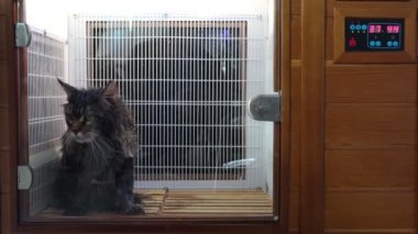 Hayvanlar için kızılötesi saunadaki kedi..