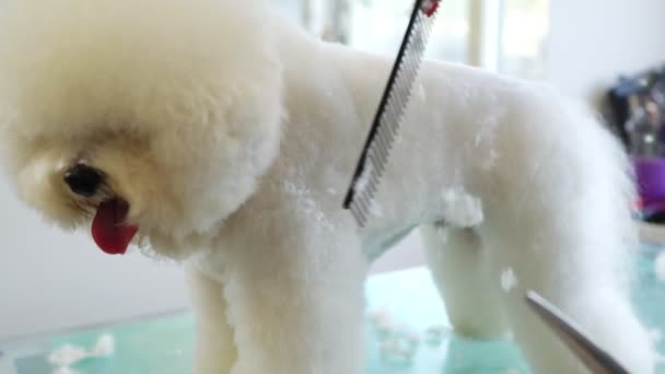 グルーミングサロンでビションフライズ 犬の毛を切る — ストック動画