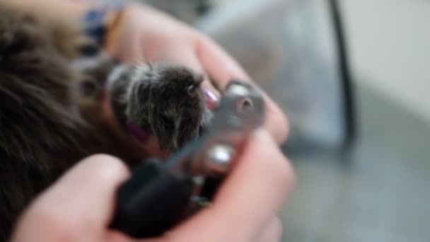 Γυναίκα Έκοψε Νύχι Της Γάτας Στο Σαλόνι Καλλωπισμού — Αρχείο Βίντεο