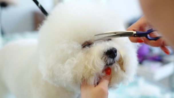 Bichon Frise在美容院剪狗毛 — 图库视频影像
