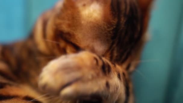 Detailní Portrét Roztomilé Bengálské Kočky Lízání Tlapky — Stock video