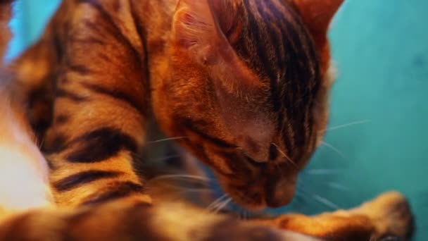 Potret Close Dari Kucing Bengal Yang Lucu Menjilati Kaki — Stok Video