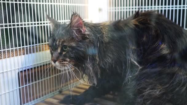 Gato Uma Sauna Infravermelha Animais — Vídeo de Stock