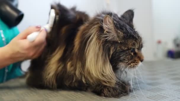 Perempuan Mengering Dan Menyisir Kucing Salon Perawatan — Stok Video